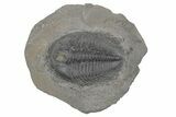 Upper Cambrain Trilobite (Labiostria) - British Columbia #212610-1